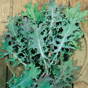 Kale: Red Russian