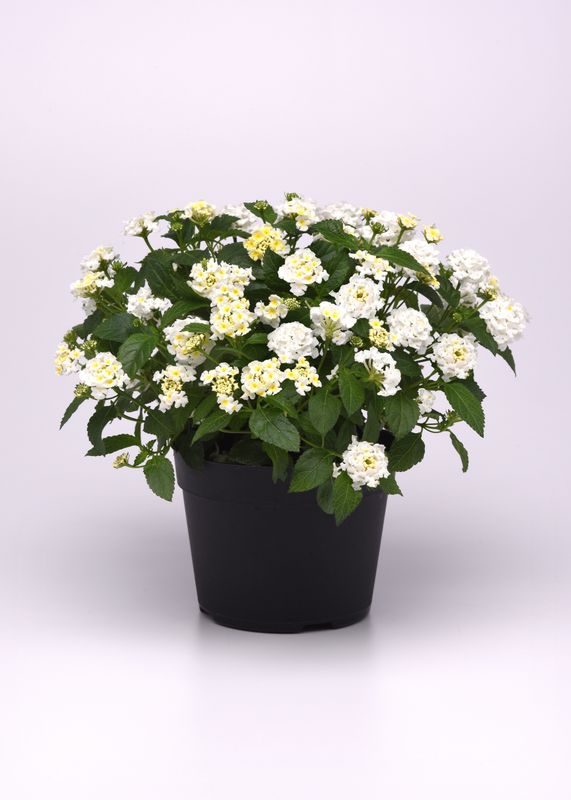 Lantana - Havana: Full Moon