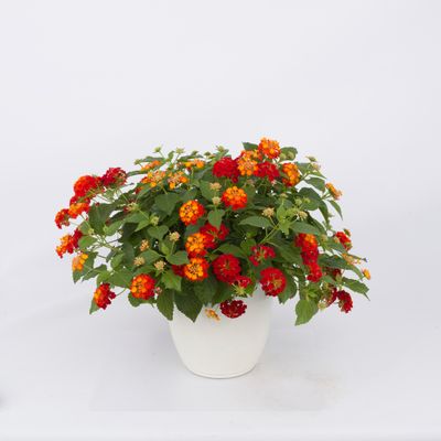 Lantana - Havana: Red Sky