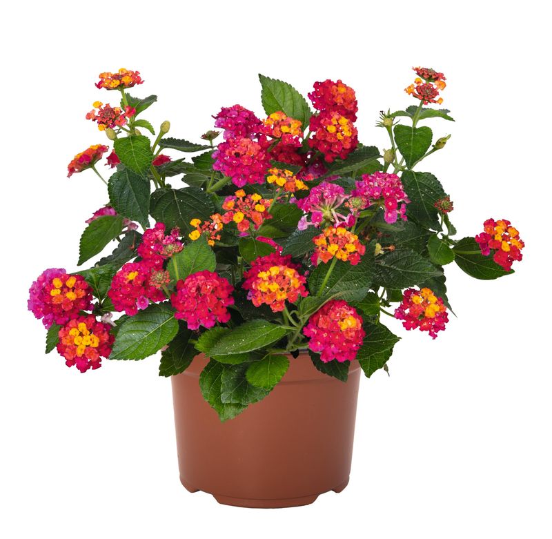 Lantana - Havana: Pink Sky