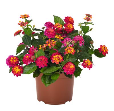 Lantana - Havana: Pink Sky