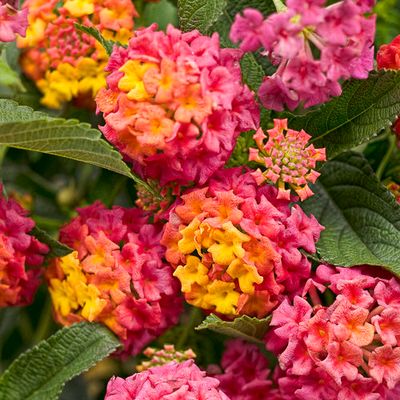 Lantana - Havana: Pink Sky