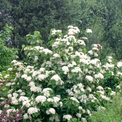 Highbush Cranberry