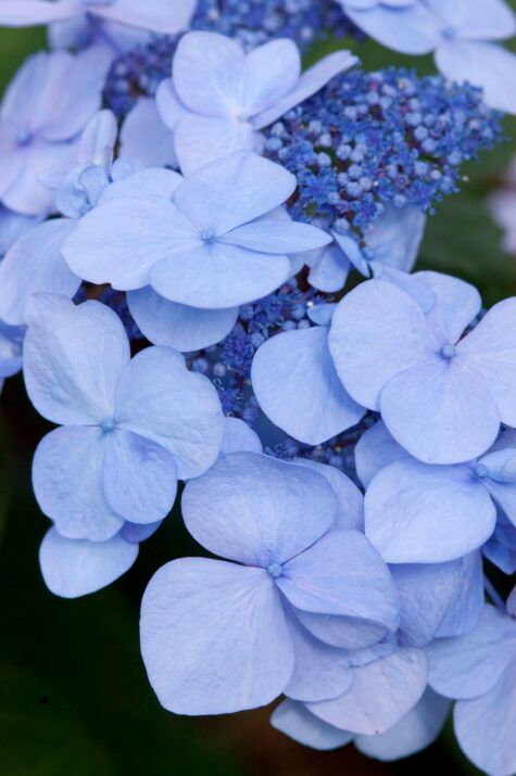 Hydrangea: Twist-n-Shout