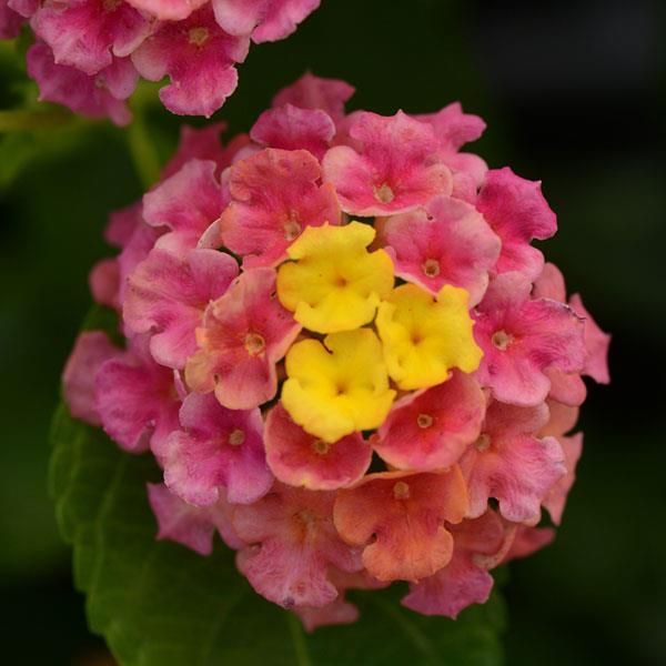 Lantana - Landmark: Sunrise Rose