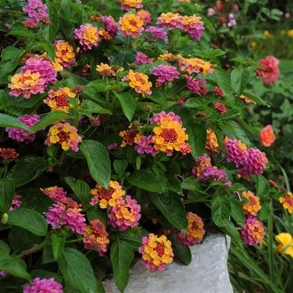 Lantana - Landmark: Sunrise Rose