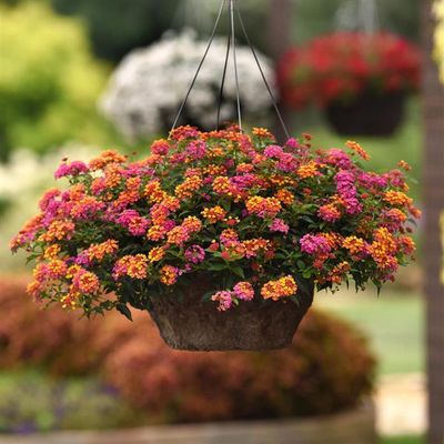 Lantana - Passion Fruit