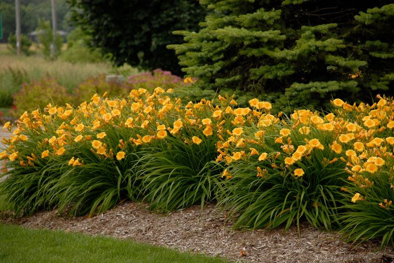 Hemerocallis: Stella D'Oro