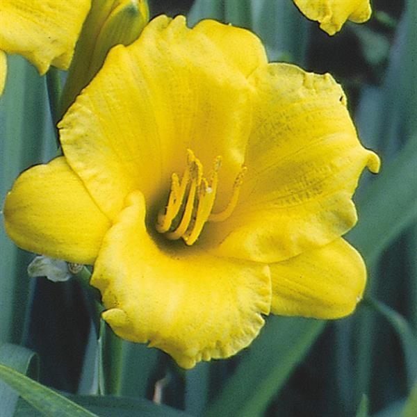 Hemerocallis: Stella D&#39;Oro