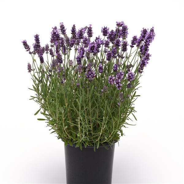 Lavender: Ellagance Purple (English)