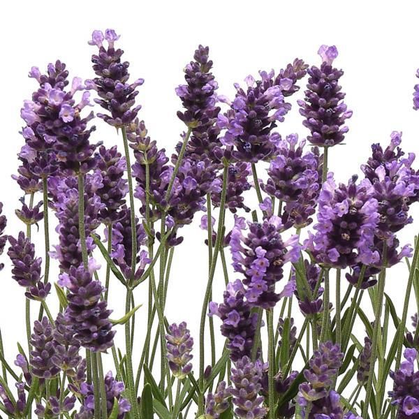 Lavender: Ellagance Purple (English)