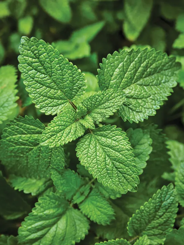 Lemon Balm