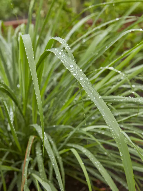 Lemon Grass