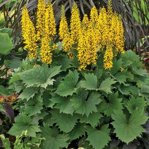 Ligularia: Little Rocket