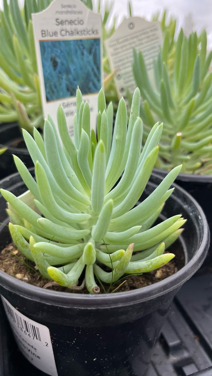 Senecio: Blue Chalksticks