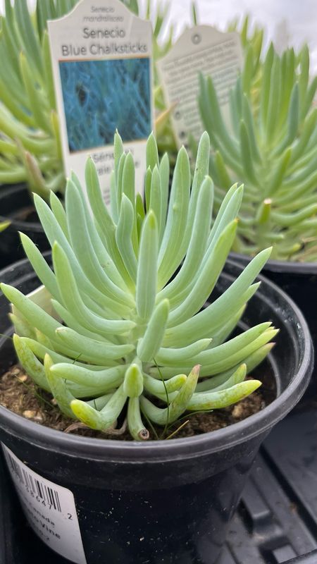 Senecio: Blue Chalksticks