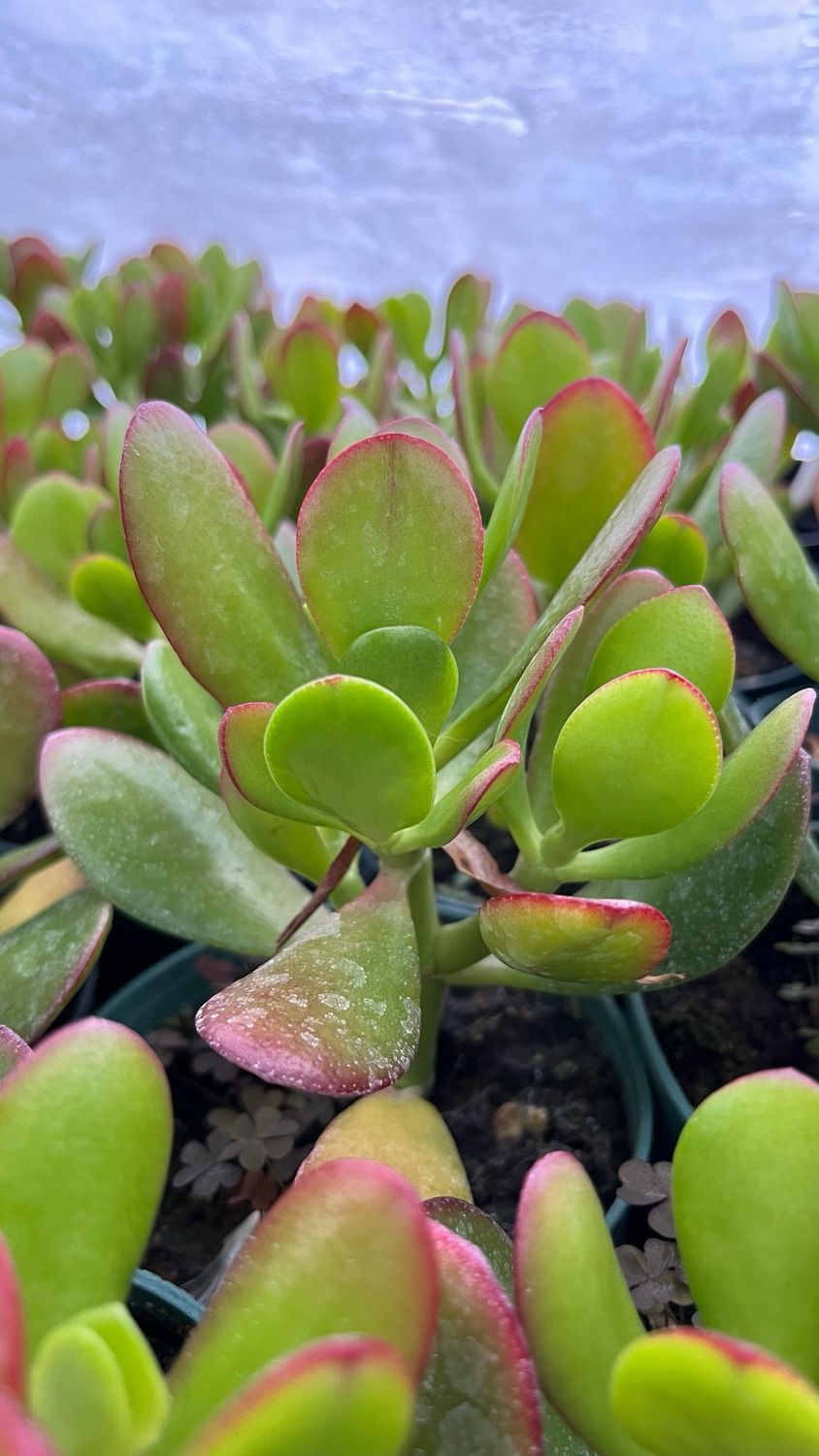 Crassula: Ovata (Jade Plant)