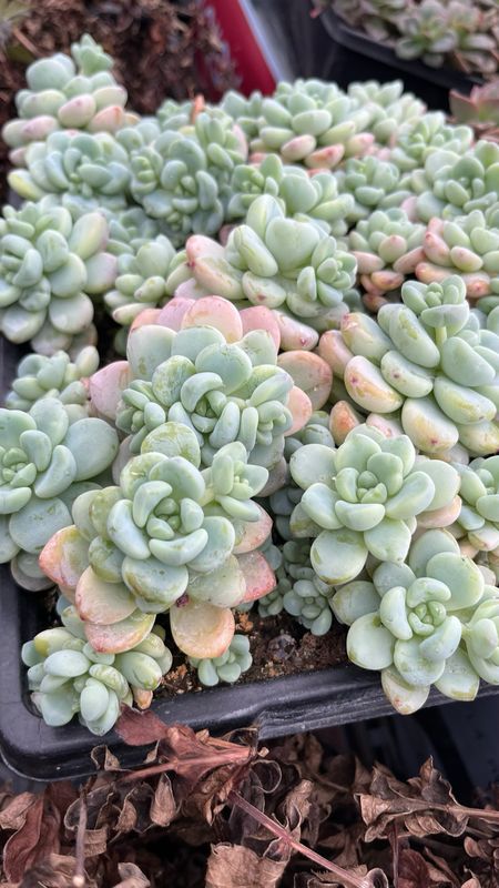 Sedum: Clavatum