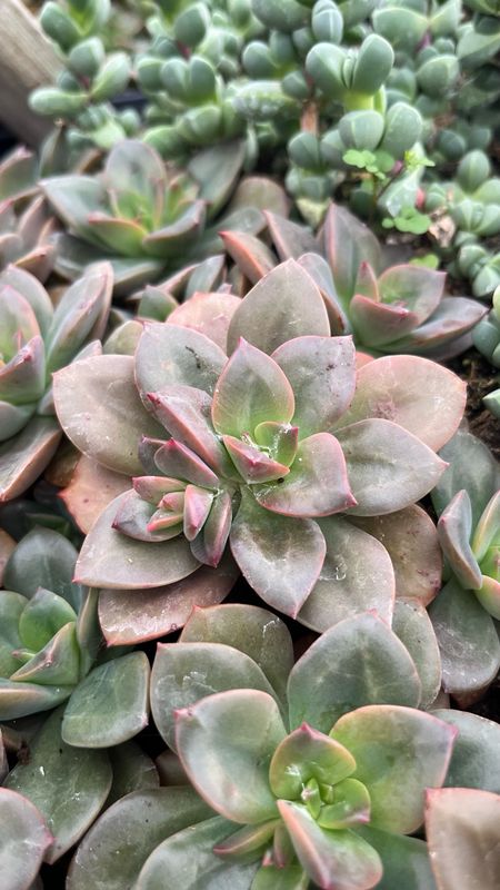 Echeveria: Chroma