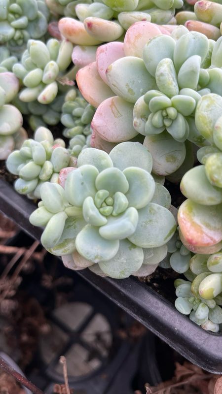 Sedum: Clavatum