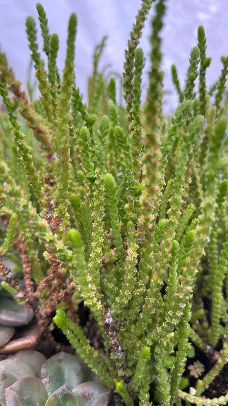 Crassula: Lycopodioides (Watch Chain)