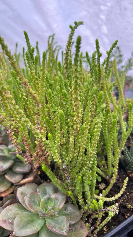 Crassula: Lycopodioides (Watch Chain)