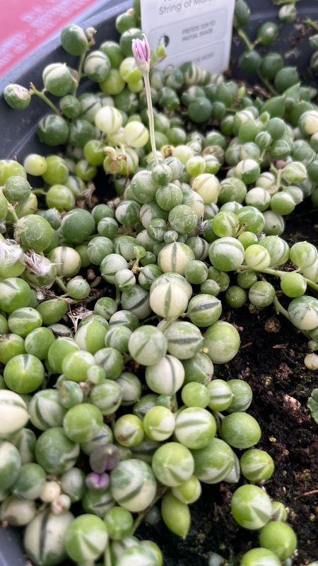 Senecio: Marble (Variegated String of Pearls)