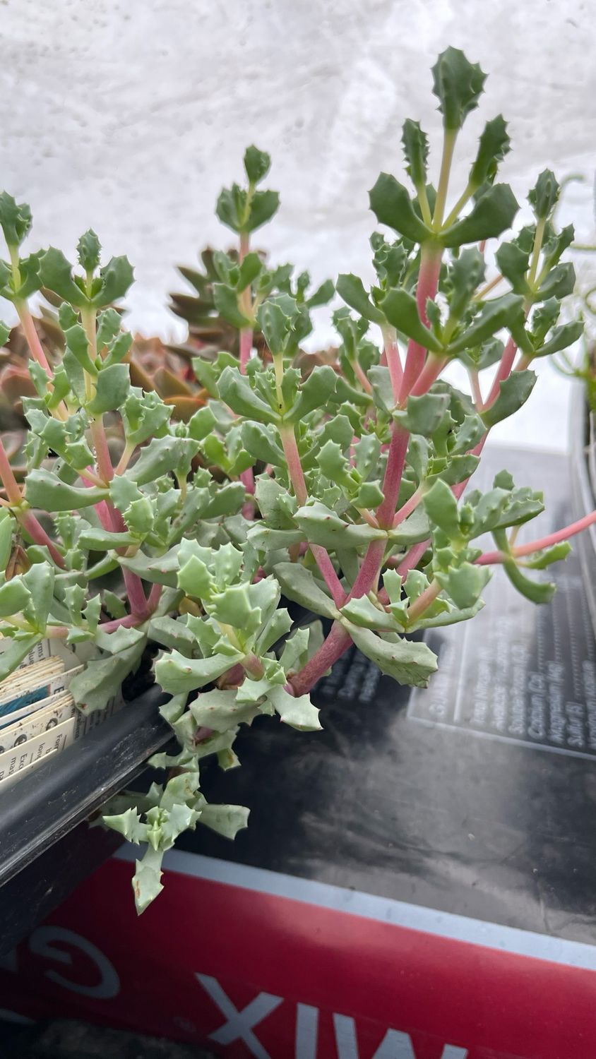 Oscularia: Deltoides (Pink Ice Plant)