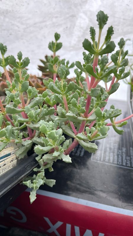 Oscularia: Deltoides (Pink Ice Plant)