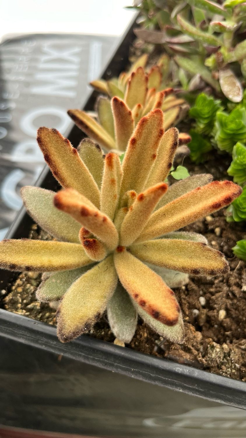 Kalanchoe Tomentosa: Chocolate Soldier