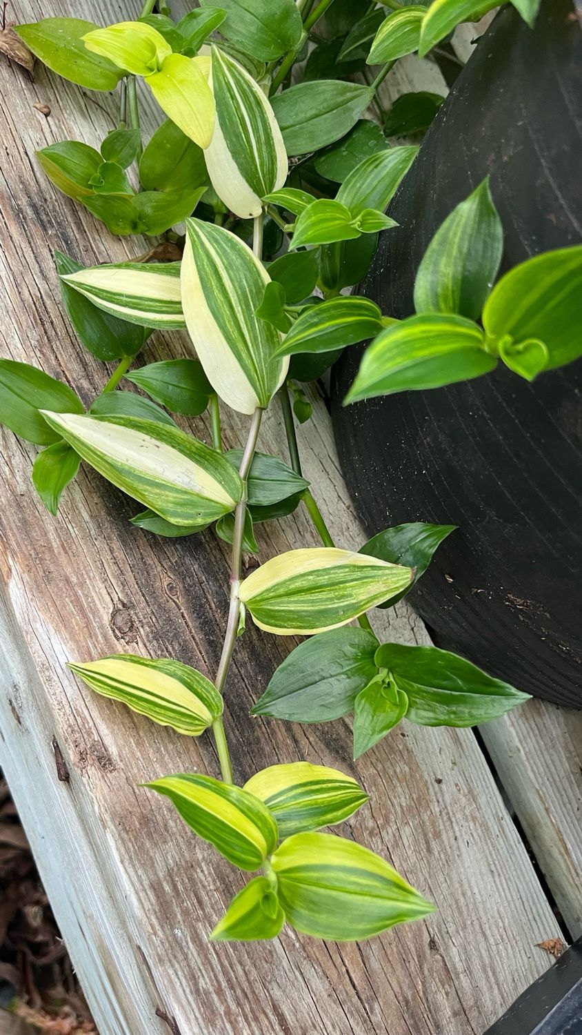 Tradescantia: Zebra Yellow