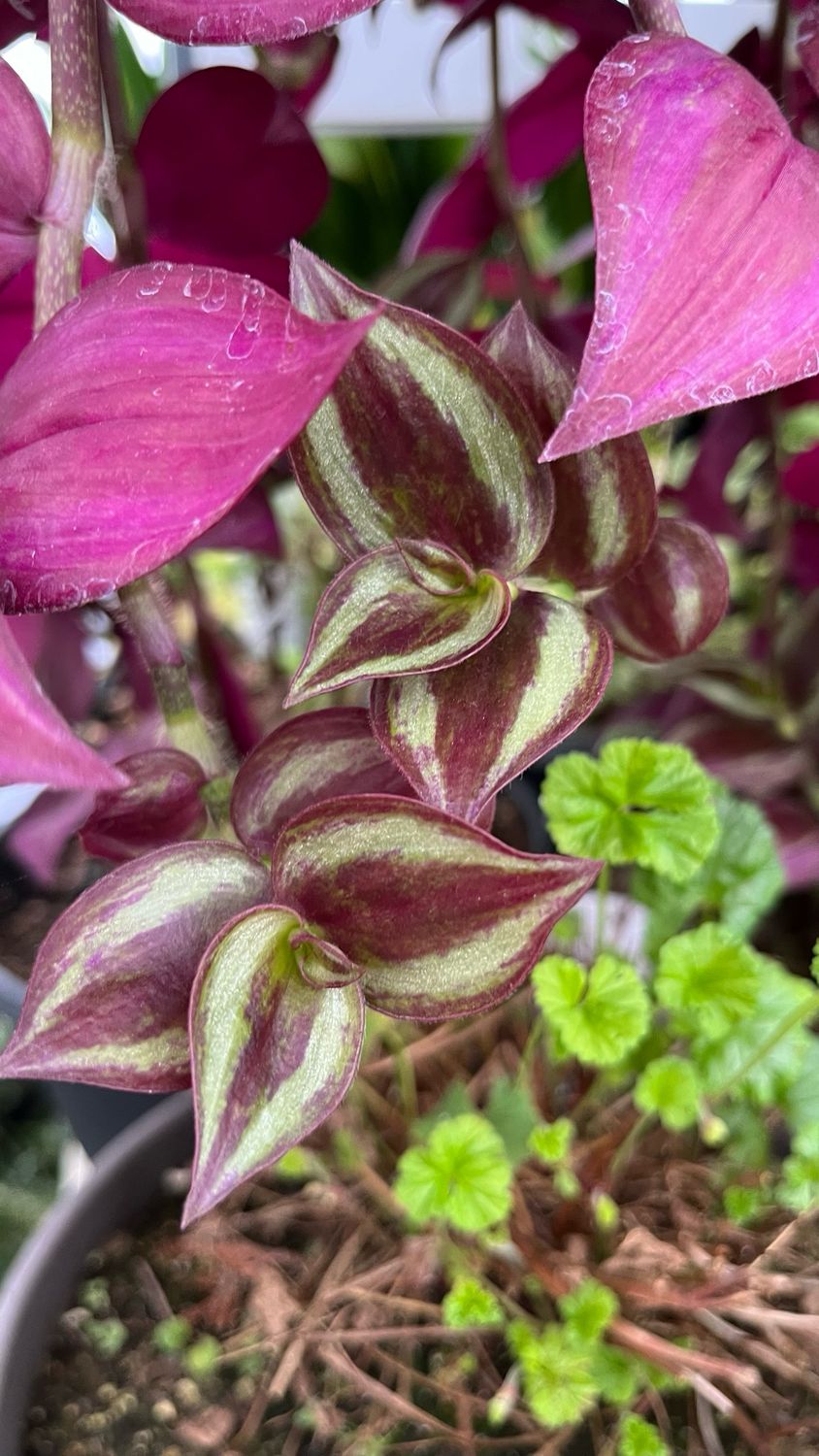 Tradescantia: Zebrina
