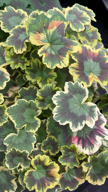 Geranium - Mrs. Pollock