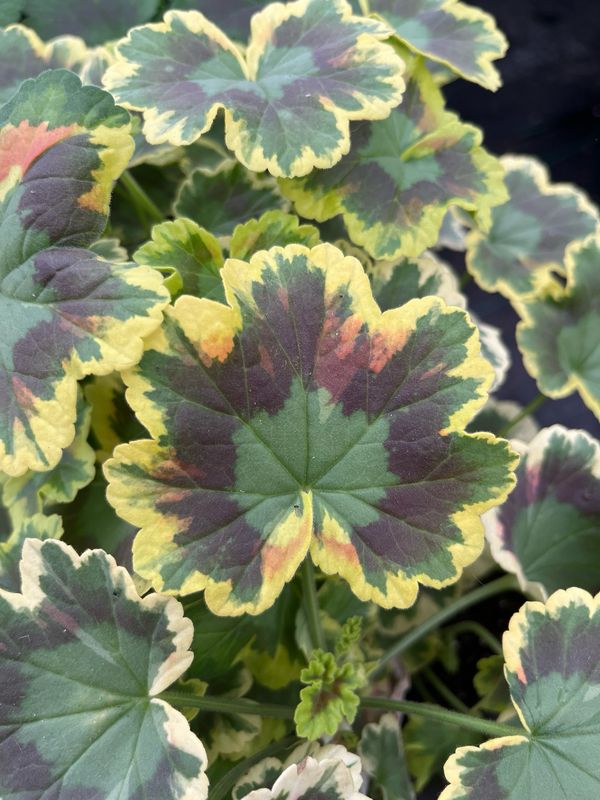 Geranium - Mrs. Pollock