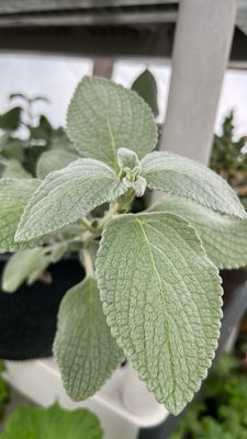 Plectranthus: Silver Shield
