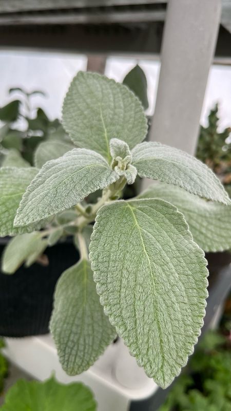 Plectranthus: Silver Shield
