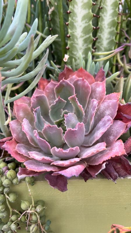 Echeveria: Purple Dance