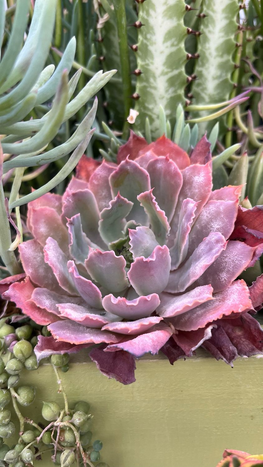 Echeveria: Purple Dance