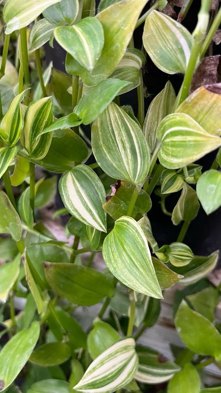 Tradescantia: Zebra Yellow
