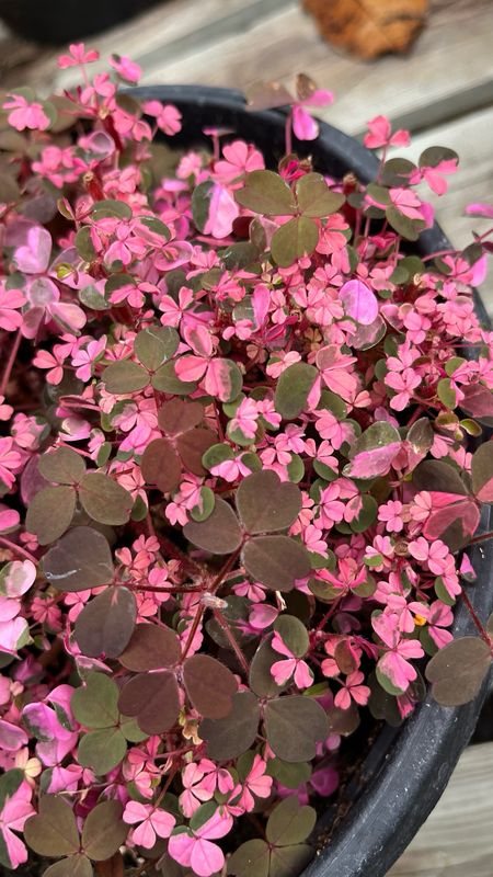Oxalis: Pink Surprise