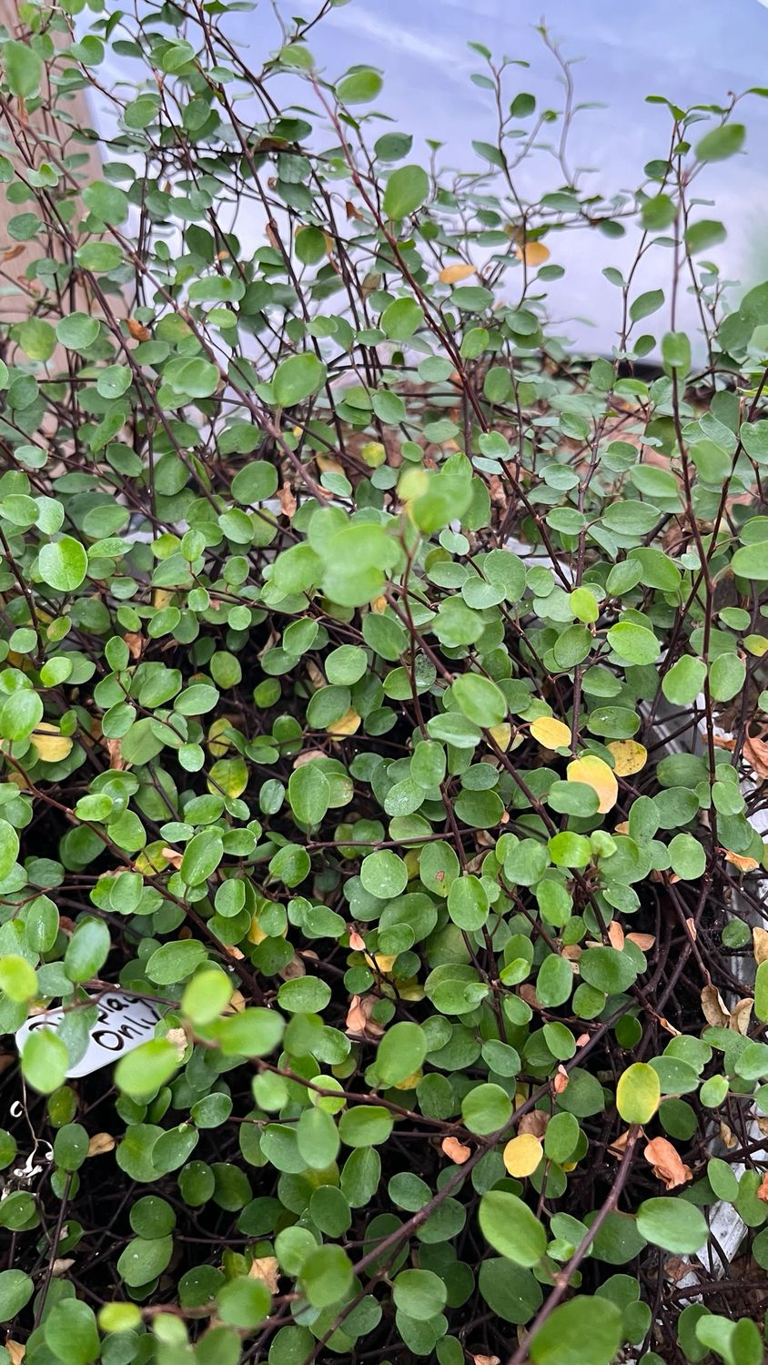 Creeping Wire Vine