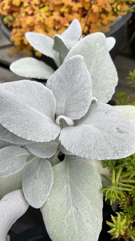 Senecio: Angel Wings