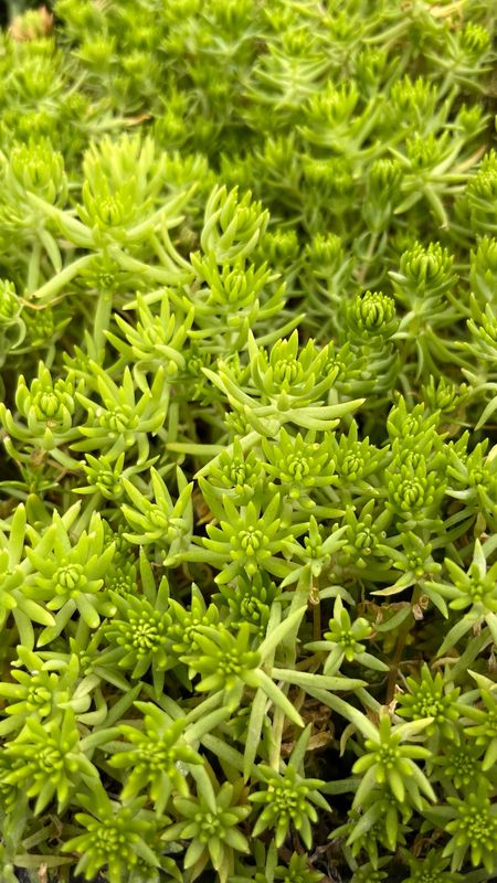 Sedum - Mexicanum: Lemon Coral