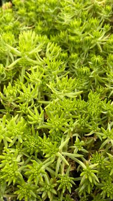 Sedum - Mexicanum: Lemon Coral