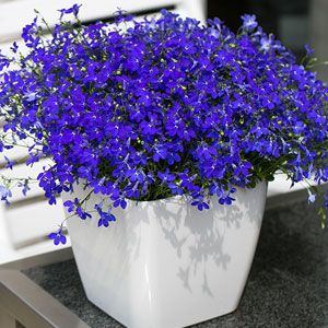 Lobelia - Hot: Royal Blue