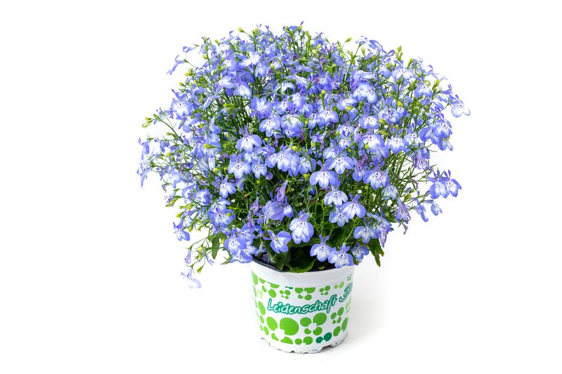 Lobelia - Hot Plus: Pretty Heaven