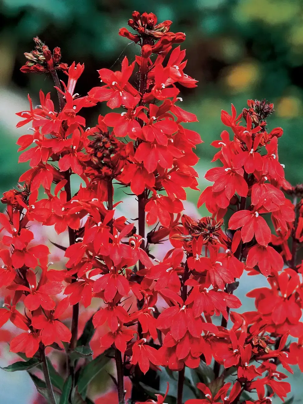 Lobelia: Queen Victoria (Cardinal Flower)