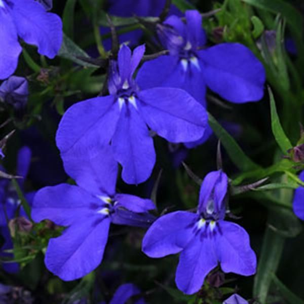 Lobelia - Riviera: Midnight Blue