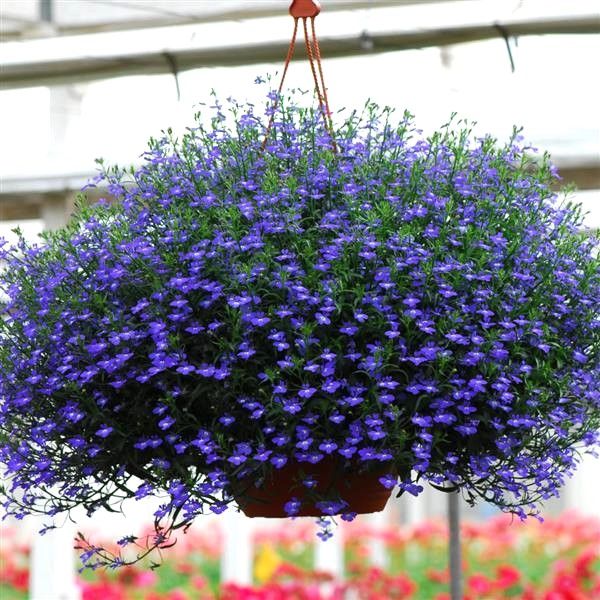 Lobelia - Regatta: Midnight Blue