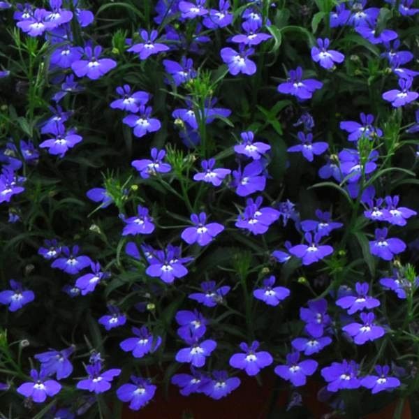 Lobelia - Regatta: Midnight Blue